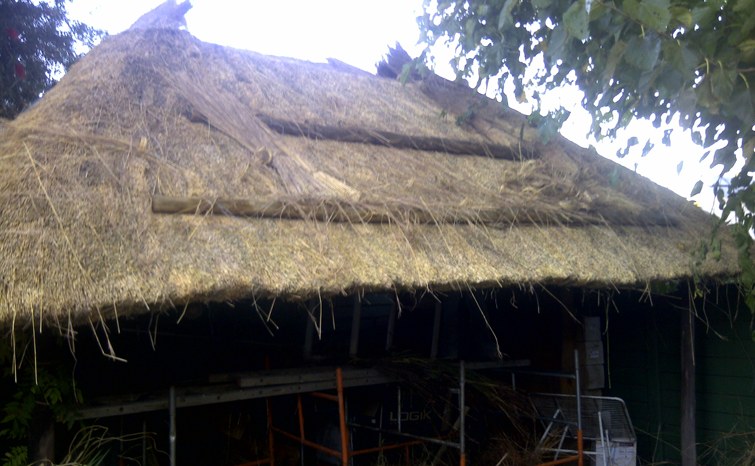 A thatch roof being re-thatched, with fresh grass laid over the old
