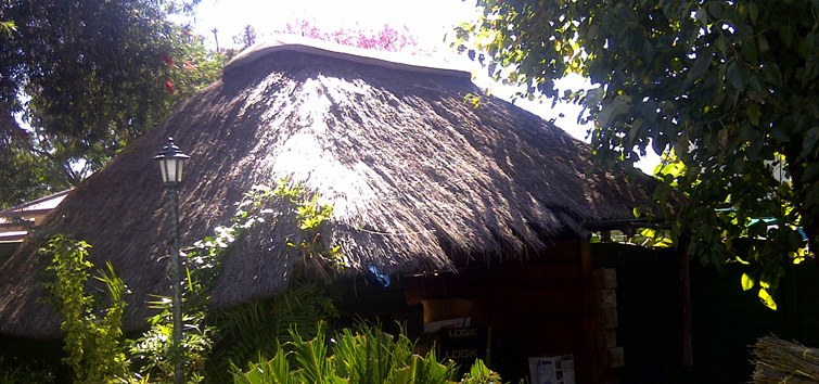 A weathered, worn thatch roof under trees